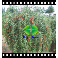 2016 hot sale Goji seeds(Chinese wolfberry,Lycium chinense) for growing with high germination